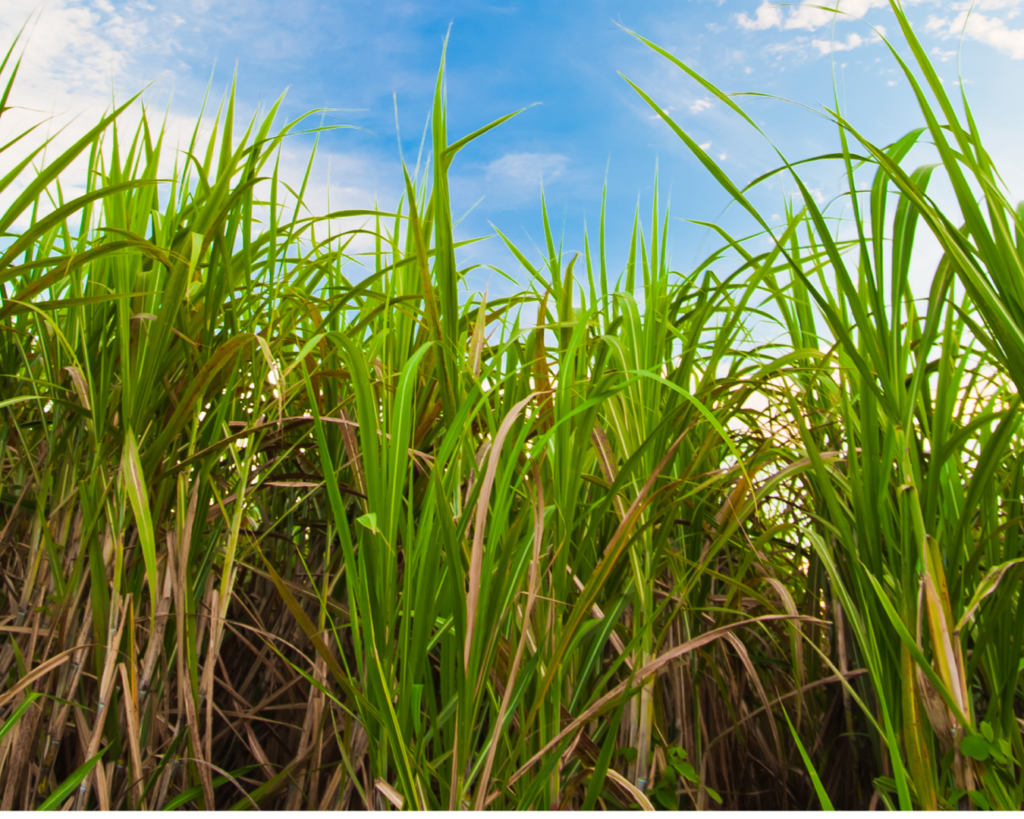 Mejor-fertilizante-caña-el-salvador