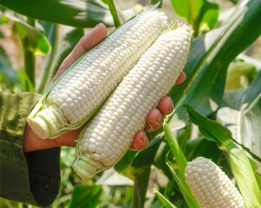 mejor-fertilizante-maiz-el-salvador