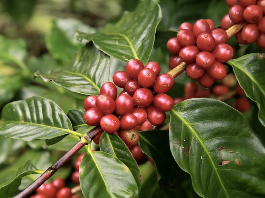 Mejor-Fertilizante-Para-Cafe-El-Salvador