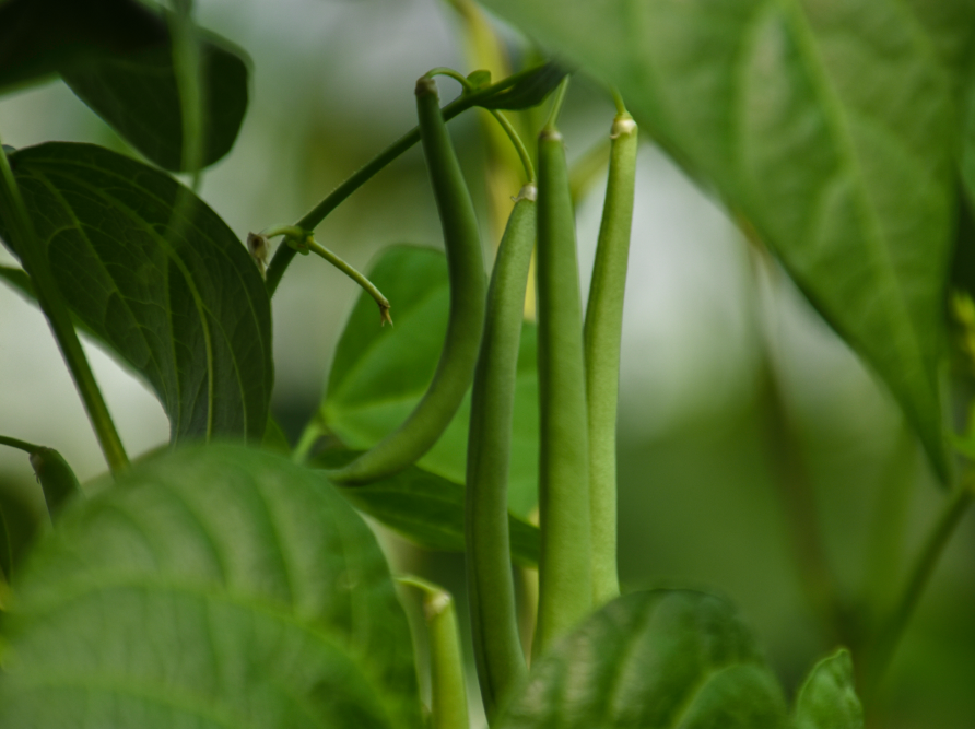 Mejor-Fertilizante-Para-Frijol-El-Salvador
