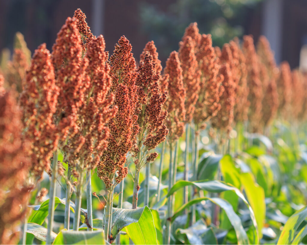 mejor-fertilizante-sorgo-el-salvador