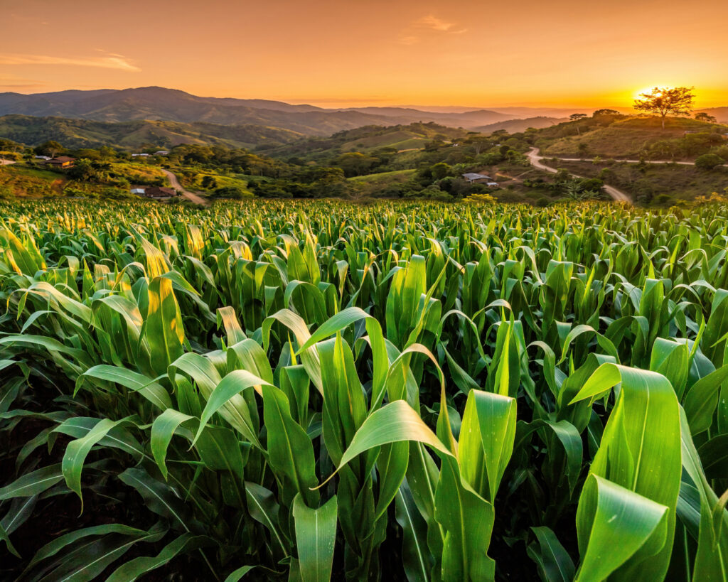 urea-en-el-salvador-nitro-xtend-xp